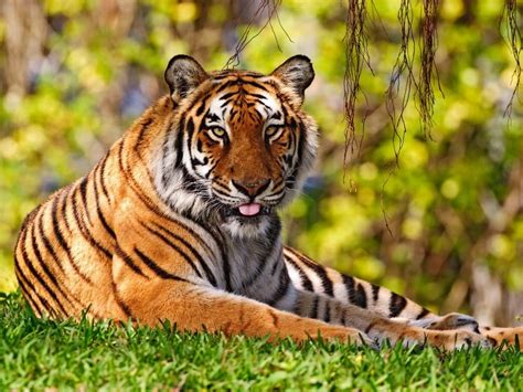 Imagenes Animales En Alta Definicion Imagen De Tigre Descansando