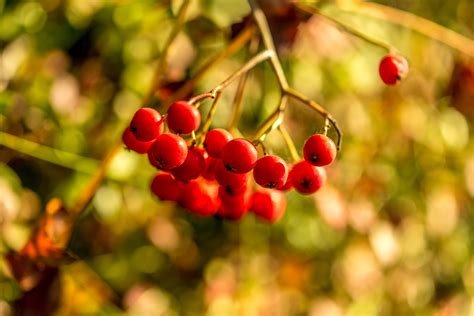 Free Images Branch Fruit Leaf Flower Food Produce Autumn Flora Season Red Berry