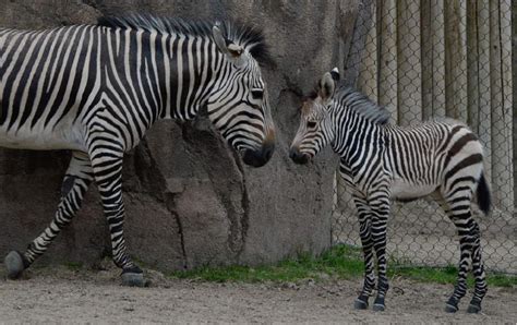 New Baby Zebra - Newborn baby