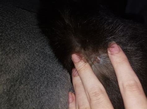 Scab On A Cat Vet Help Direct