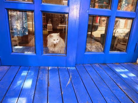 Patrons pay a cover fee, generally hourly, and thus cat cafés can be seen as a form of supervised indoor pet rental. Top Cat Cafes In China, Best Cat Coffee Shops - Sublime China