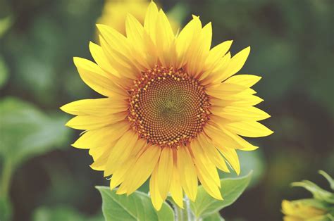 Collection Of Stunning Sunflower Images In Full 4k Resolution Over