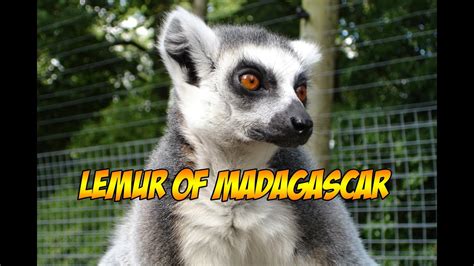 Lemur Of Madagascar Amazing Wild Animal Funny Video Hd Youtube