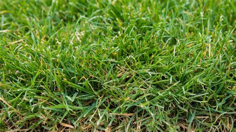 How To Repair Bare Spots In Zoysia Grass