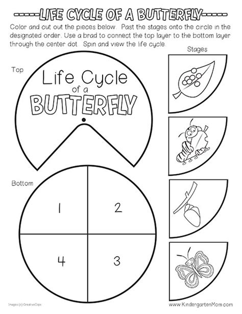 Free Butterfly Life Cycle Printables Life Cycles Butterfly Life