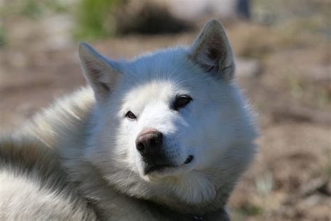 The Greenlandic Sled Dog Greenland Travel En
