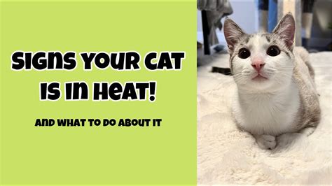 Is Your Cat In Heat And What To Do About It Youtube