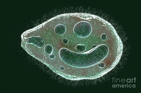 Balantidium Coli Protozoan Photograph By Kateryna Konscience Photo Library