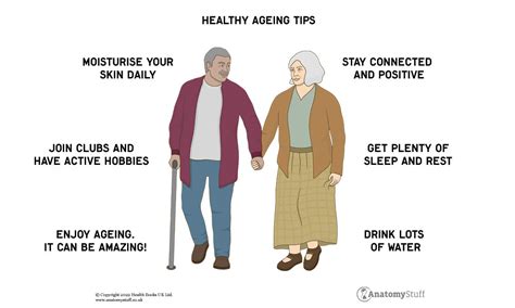 What Happens When We Age The Effects Of Ageing AnatomyStuff