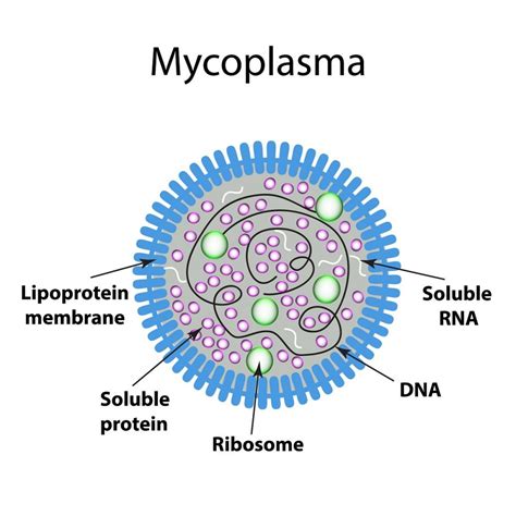 Mycoplasma Symptoms Carriers Types Treatment Prevention Stdgov Blog