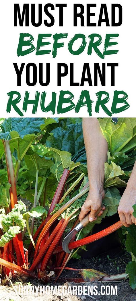 Tips And Advice On How To Grow Rhubarb Best Varieties Planting How