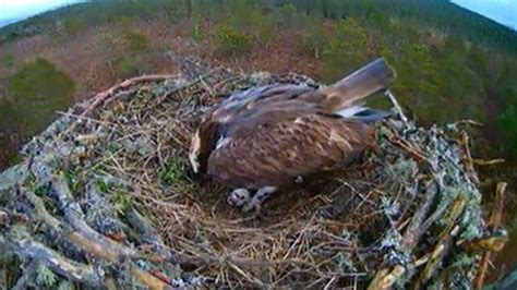 Loch Gartens Soap Opera Osprey Lays First Egg Bbc News