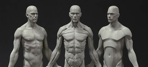 Available for download on the 3dscanstore. 3D Total Anatomy Reference Casts - Review - On Animation