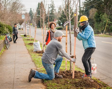 Looking for a tree that branches out and creates a striking image from the street? Plant Street & Yard Trees w Friends of Trees in SE ...