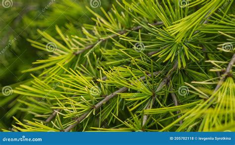 Branches Of Pine Tree Top View Of Green Fir Tree Spruce Branch With
