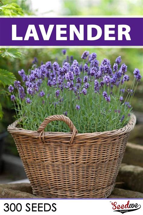 True English Lavender Seeds Lavandula Angustifolia Rare Etsy