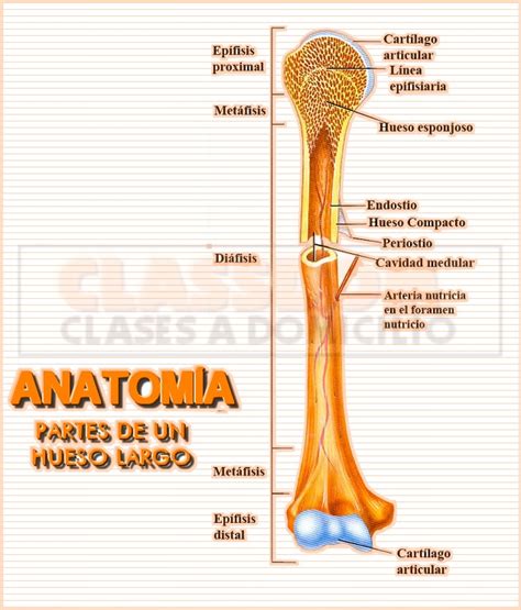 AnatomÍa Los Huesos Largos