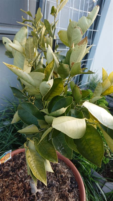 Check spelling or type a new query. Forum: Dwarf Valencia Orange Tree Yellow Leaves