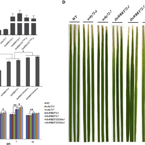 Phenotypical Characterization Of Wrky72s Oxwrky72s And Wt Against Xoo Download Scientific