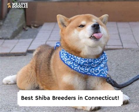 6 Best Shiba Breeders In Connecticut 2024 We Love Doodles