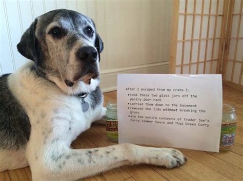 Funny And Clever Dog Pet Shaming 40 Pics