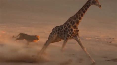 Lion Vs Giraffe Lion Vs Giraffe Fight Giraffe Wins Youtube