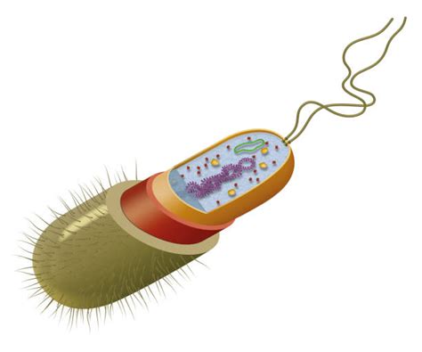 Bacterial Cell Structure Illustrations Royalty Free Vector Graphics