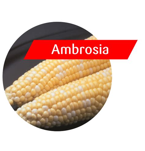 Ambrosia Sweet Corn 4 The Grower
