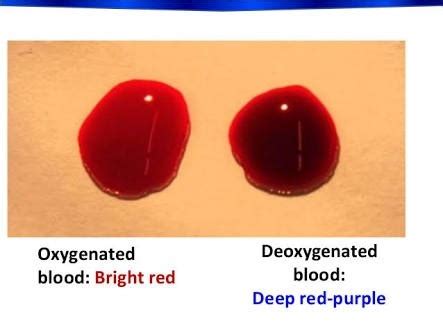 Deoxygenated blood is still red because oxygen does not give blood its colour. We have two types of blood in our body, red and blue. But ...
