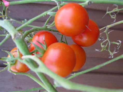 'grape' tomatoes are a more elongated version of the cherry. Growing Tomatoes - Growin Crazy Acres