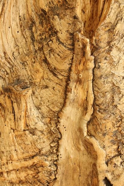 Wood Texture Free Stock Photo Public Domain Pictures