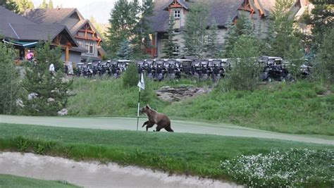 Top Ten Great Photos Of Bears On The Golf Course Rvwest