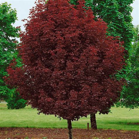 Acer Platanoides Crimson Sentry Purple Norway Maple Garden Tree 5