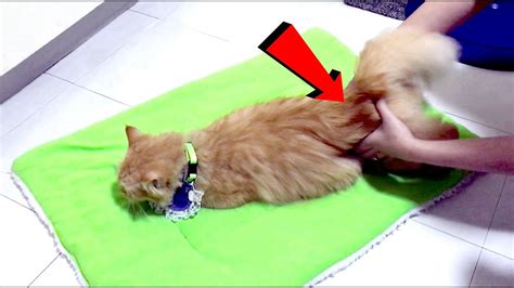 How To Calm A Female Cat In Heat Youtube