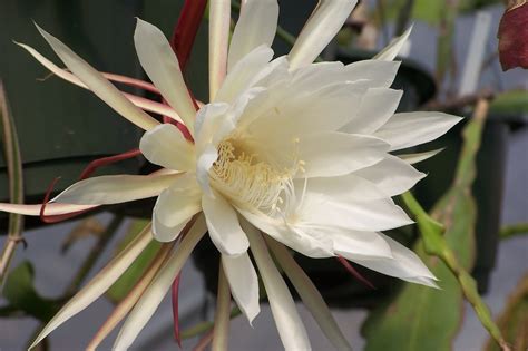 Oxypetalum rarely blooms and only at night, and its flowers wilt before dawn. Oregon Cactus Blog: Epiphyllum oxypetalum