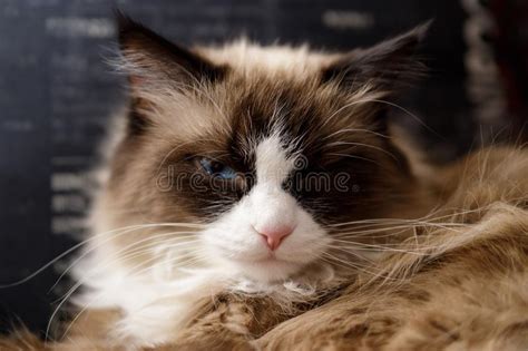 Siberian Color Point Cat Stock Image Image Of Color 22517213