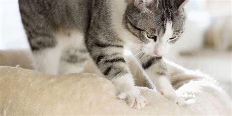 We did not find results for: Why Do Cats Knead? 5 Possible Reasons Your Cat Kneads