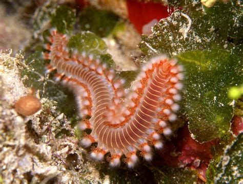 Photos Of Segmented Worms Annelida Worms Sea Life Waterworld