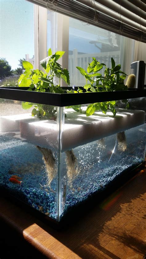 Advantages Of Aquaponic Farming For Organic Lovers In 2020 With Images