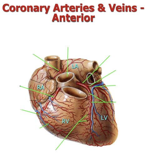 Coronary Arteries And Veins Anterior View Diagram Quizlet