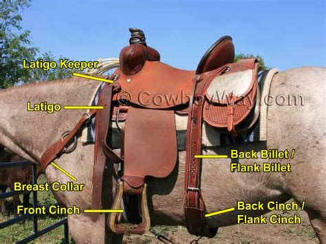 Every time the keeper wants the camel to do something, it does it with resentment, grumbling above is the territory of the dromedary, also called the somali camel (camelus dromedarius), below. See The Parts Of A Western Saddle