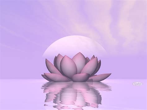 Lily Lotus Flower 3d Render Digital Art By Elenarts Elena Duvernay
