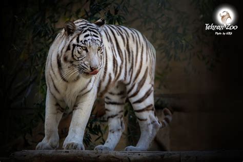 White Tigers Attraction Tehran Times