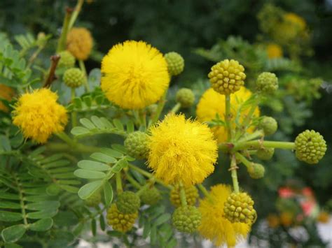 How To Grow And Care For Acacia World Of Flowering Plants