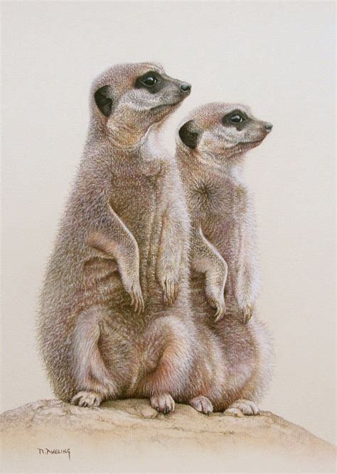 Meerkats By Martin Aveling Animal Drawings Animal Paintings Pencil