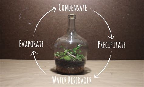 How To Make A Self Contained Terrarium Latest Guide 2021