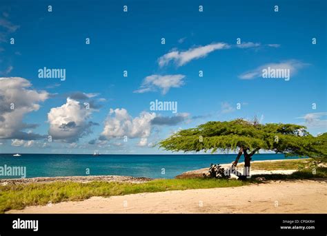 Divi Divi Tree On The Island Of Aruba Tropical Sea Beach Stock Photo