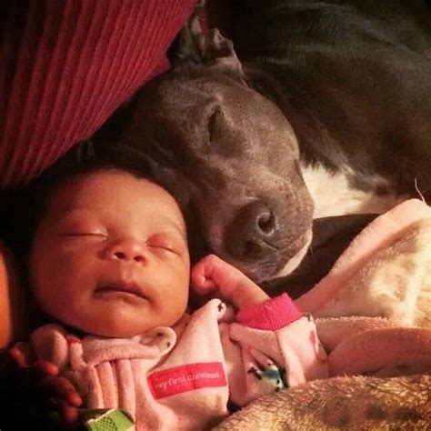 18 Pit Bulls Who Really Really Love Their Human Babies Dogs And Kids