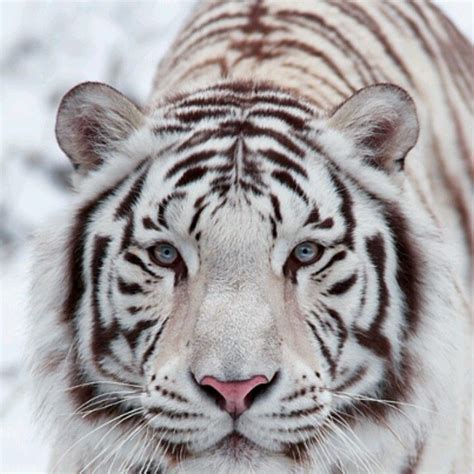 Majestic White Tiger Animals Beautiful Animals Wild