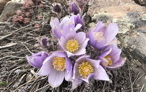 Pasque Flower Pulsatilla Patens Colorado Wildflower